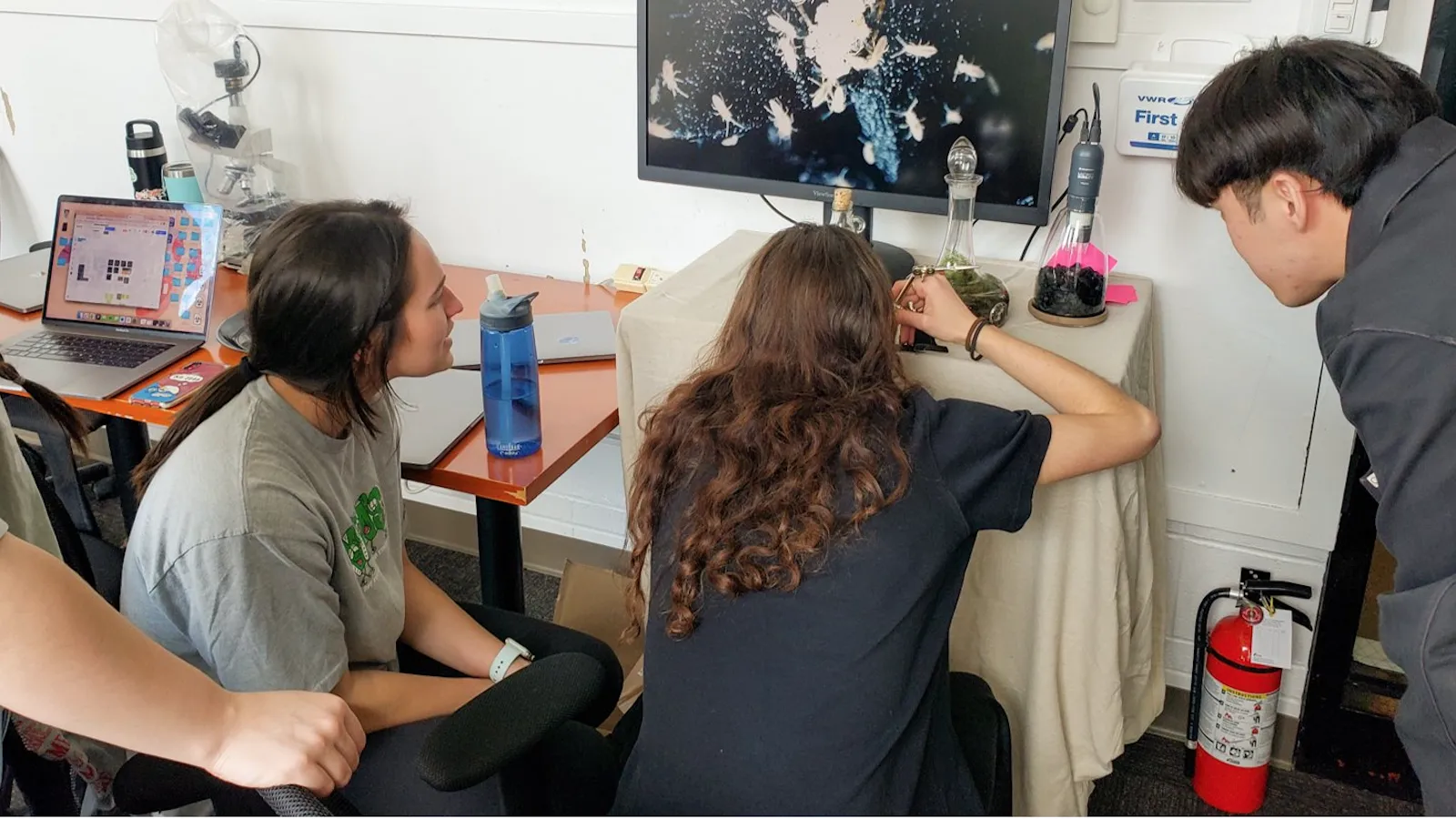 students examining living organisms through a microscope