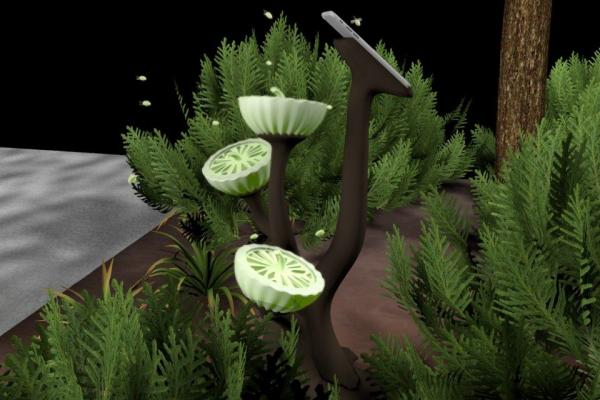 Mushrooms-Rico Mushrooms-Rico
