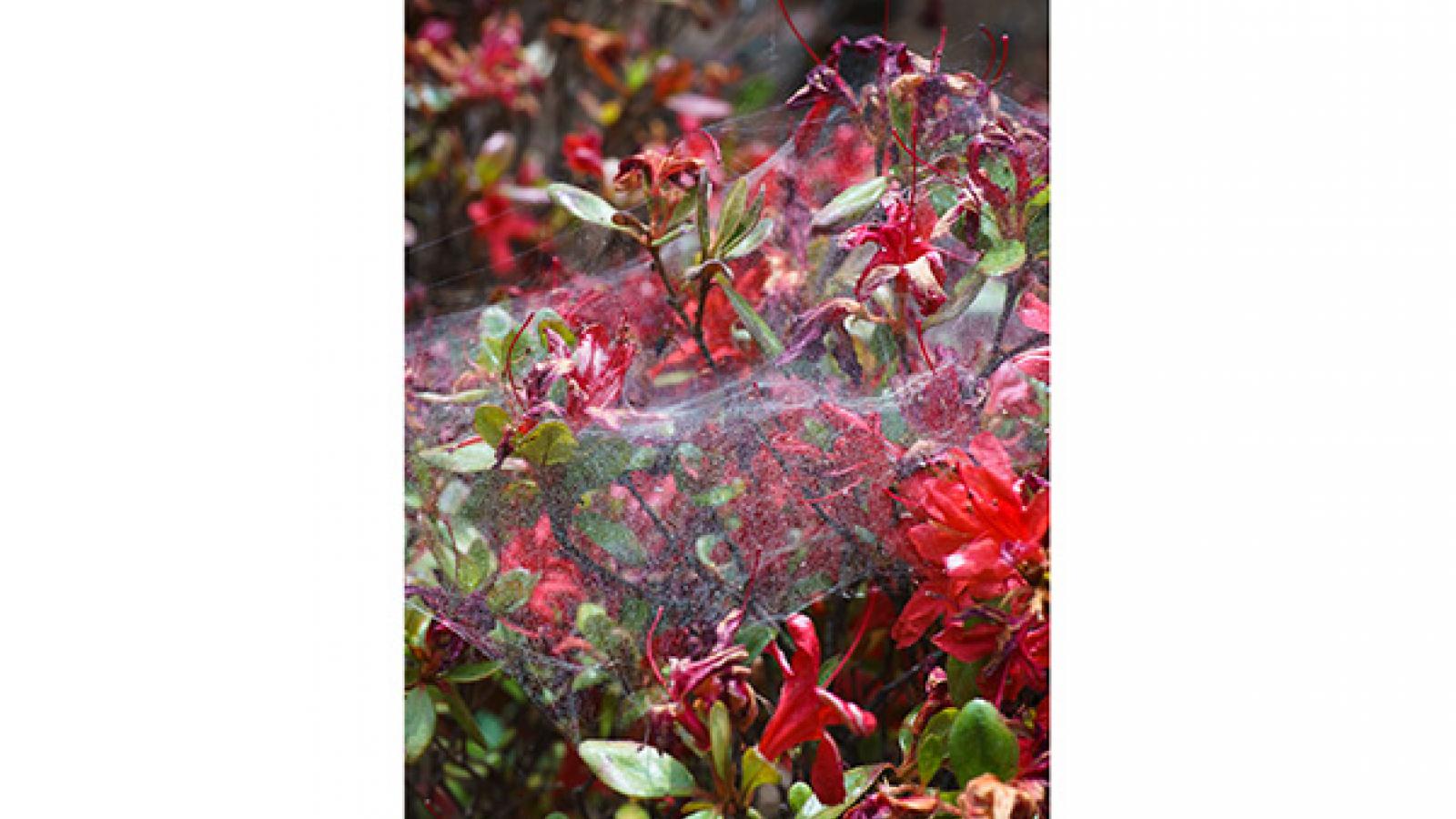 spider webs on flowers