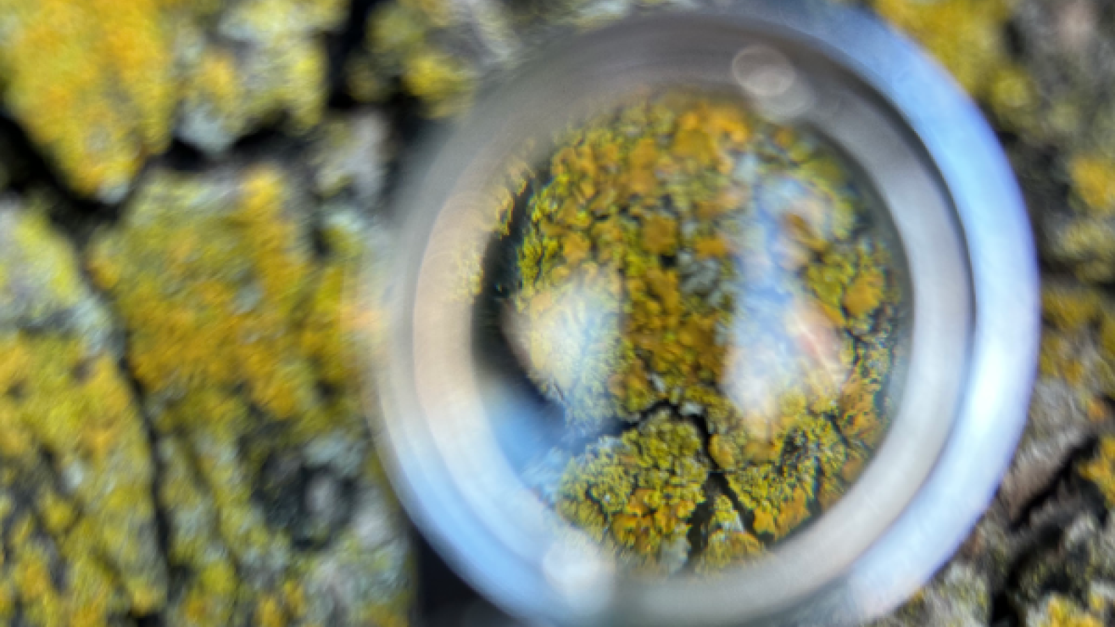 In the foreground, blurry is a silver hand lens magnifying glass. Within the viewing frame of the glass a yellow-orange crustose lichen is magnified. In the background the same lichen is present but smaller and blurry